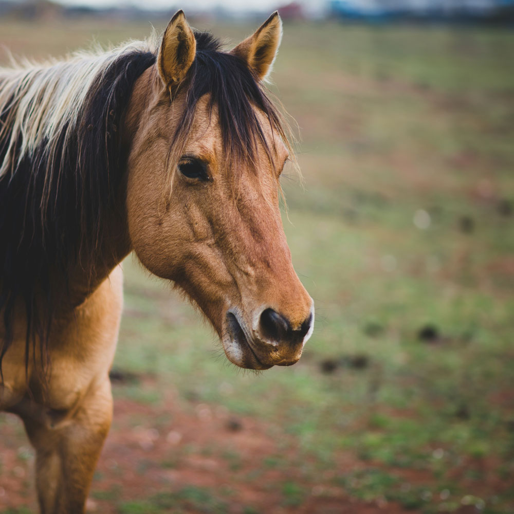 Dr. med. vet. Claudius Krieg - Atemwegserkrankungen: Atemwegserkrankungen wie Lungenentzündung, equines Asthma, infektiöse Atemwegserkrankungen u.a. können Leistungsfähigkeit und Wohlbefinden stark beeinträchtigen. Bei rechtzeitiger tierärztlicher Behandlung lassen sie sich wirksam managen.