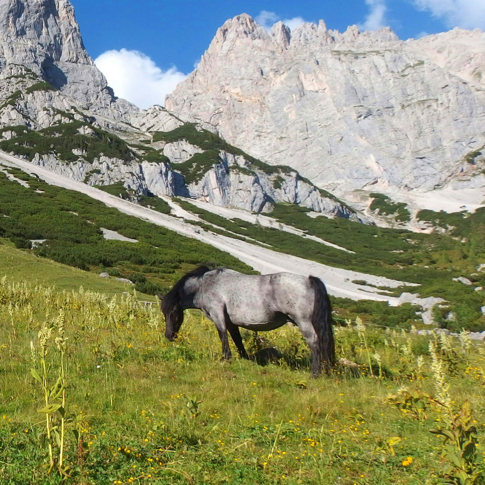 Dr. med. vet. Claudius Krieg - Infektions- und Stoffwechselerkrankungen: Zu unseren medizinischen Leistungen gehören die Diagnose und Therapie von Stoffwechsel- und Infektionskrankheiten, so z.B. equine Influenza, Herpes, EMS etc.