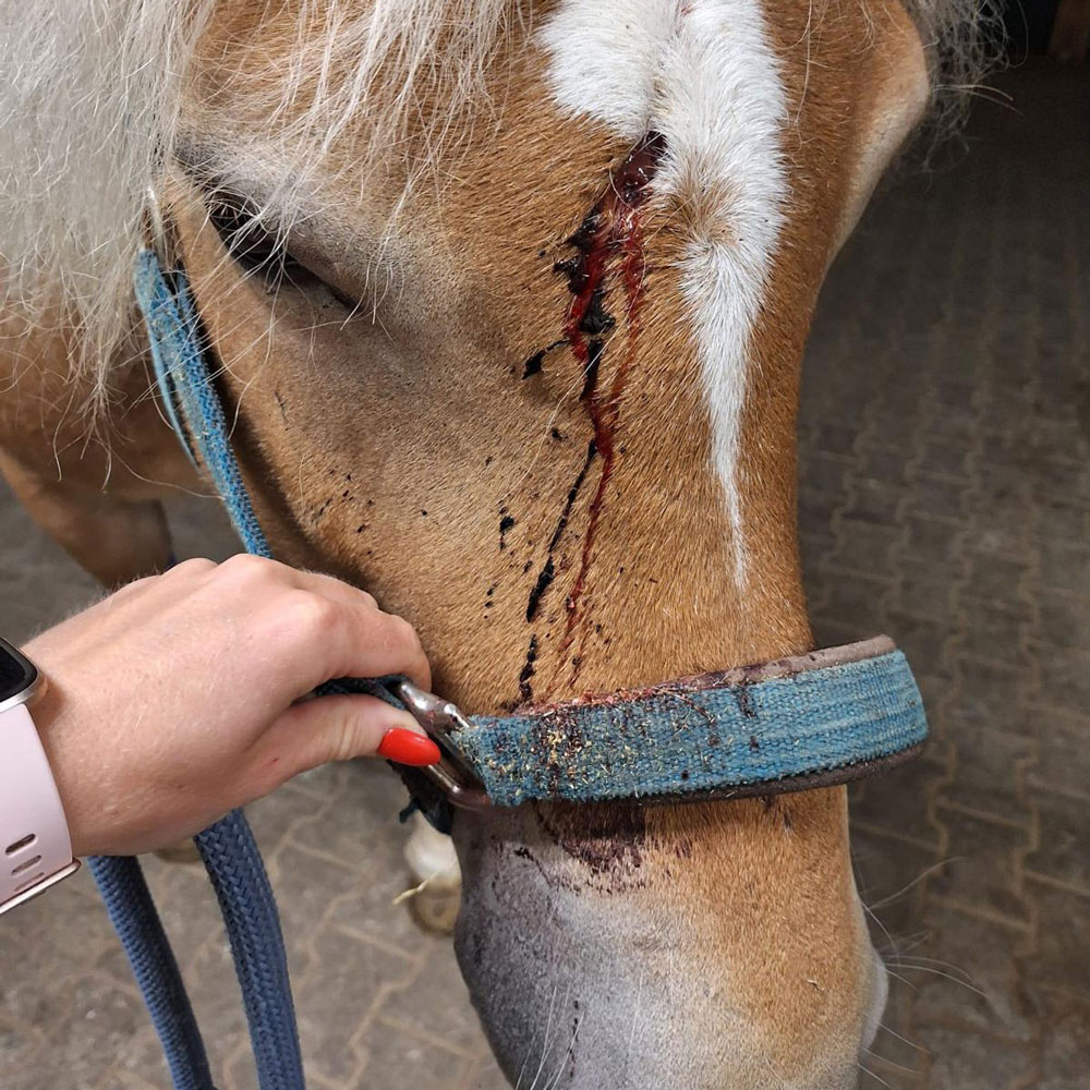 Chirurgie und Unfallmedizin: Die ambulanten chirurgischen Eingriffe sind ein wichtiger Bestandteil unserer veterinärmedizinischen Versorgung. Kleinere chirurgische Eingriffe führen wir bei Ihnen vor Ort im Stall durch